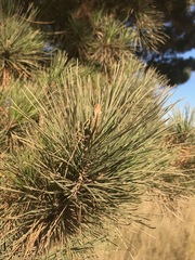 Pinus pinaster