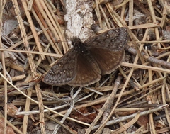 Erynnis telemachus