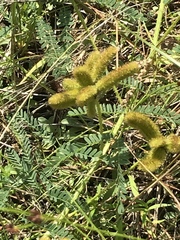 Mimosa hystricina