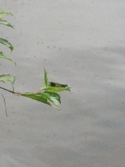Calopteryx aequabilis