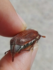 Melolontha melolontha