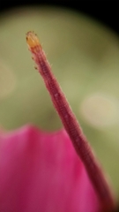 Digrammia ocellinata