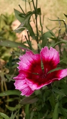 Digrammia ocellinata