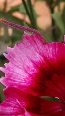 Digrammia ocellinata