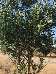 Acacia melanoxylon