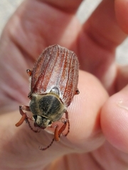 Melolontha melolontha