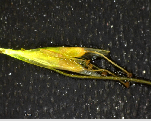Althenia filiformis (Althenia filiformis)