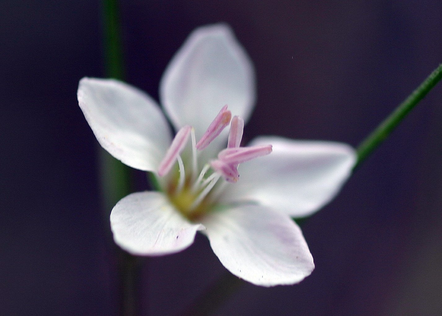 Hesperolinon