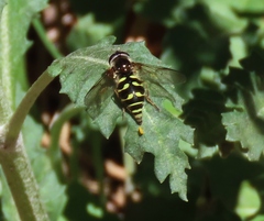 Dasysyrphus intrudens