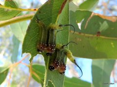Lophyrotoma interrupta