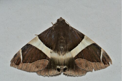 Bastilla crameri (Moore, 1885)