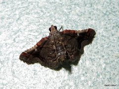 Lepidoptera