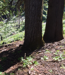 Cephalanthera austiniae