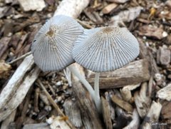 Agaricineae
