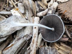 Agaricineae