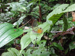 Haetera piera