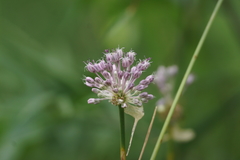 Allium ampeloprasum