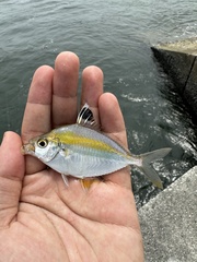 Goldstripe Ponyfish photo 5