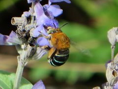 Amegilla cingulata