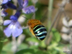 Amegilla cingulata