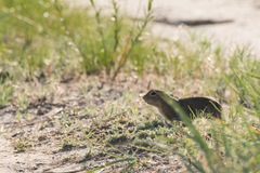 Spermophilus suslicus