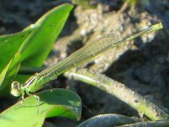 Ischnura pruinescens