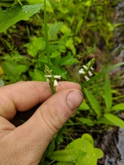 Spiranthes lucida