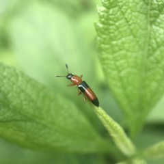 Languria trifasciata