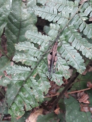 Xiphiola cyanoptera