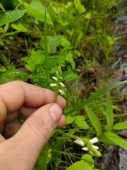 Spiranthes lucida