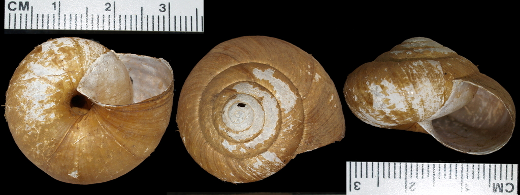 Zonites chloroticus