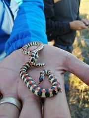 Homoroselaps lacteus