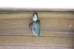 Limenitis arthemis astyanax