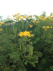 Caesalpinia pulcherrima