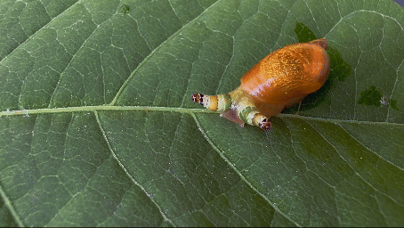 Oogsteelslakkenworm