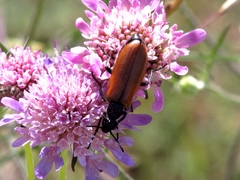 Lydus trimaculatus italicus