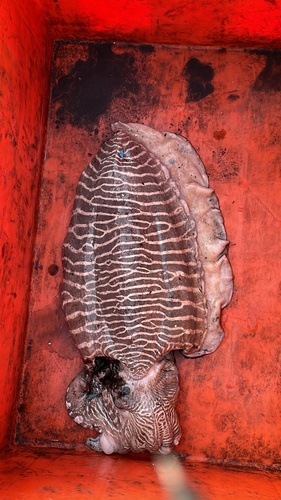 Pharaoh Cuttlefish