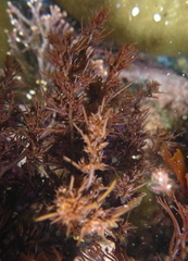 Odonthalia floccosa