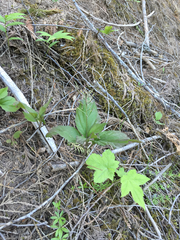 Cardamine constancei