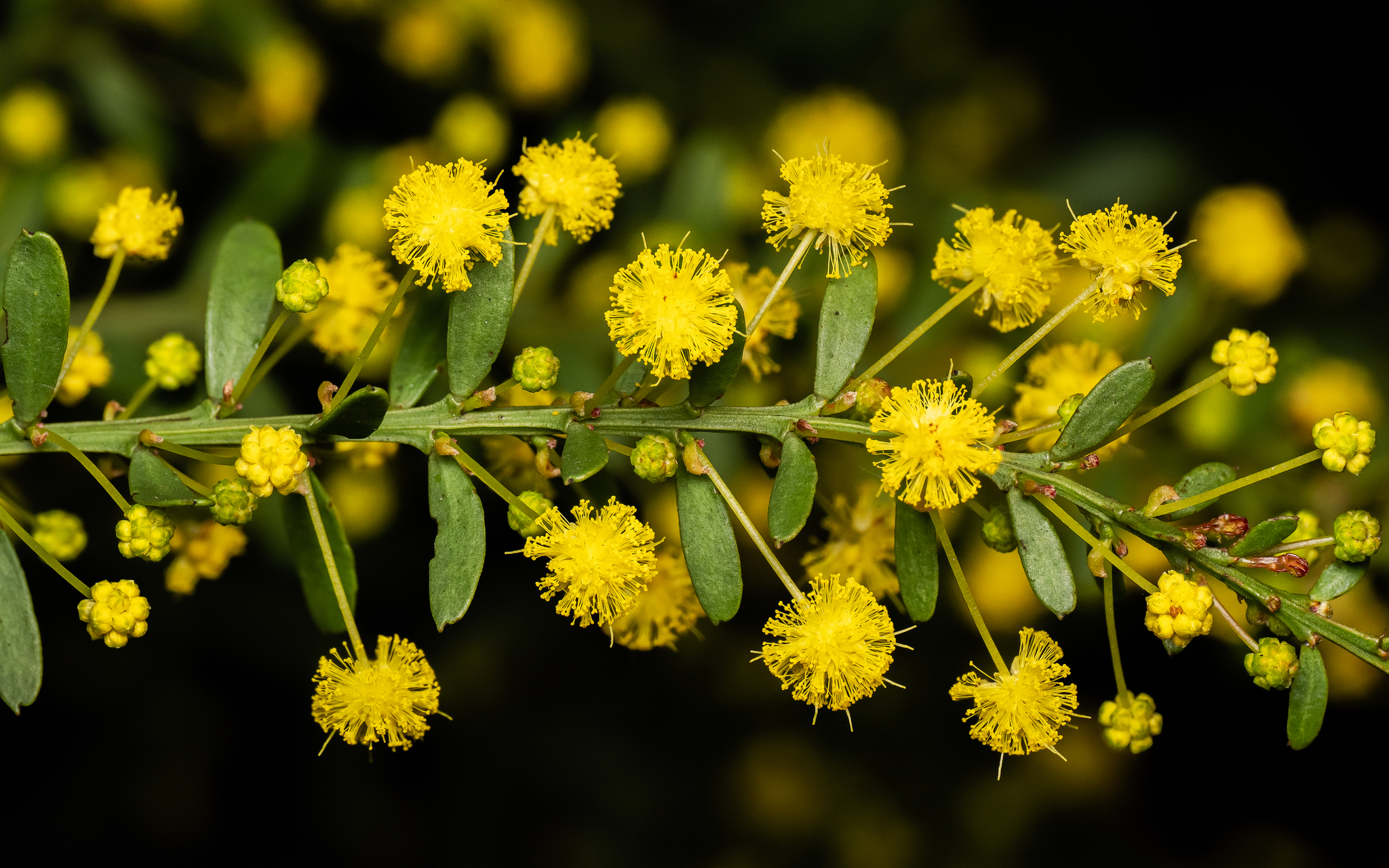 Acacia acinacea