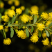 Acacia acinacea - Photo (c) Matt Tudor, algunos derechos reservados (CC BY-NC), subido por Matt Tudor