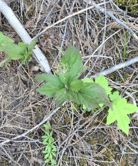 Cardamine constancei