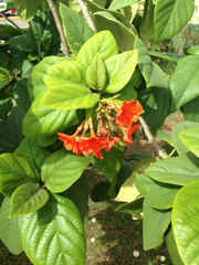 Cordia sebestena
