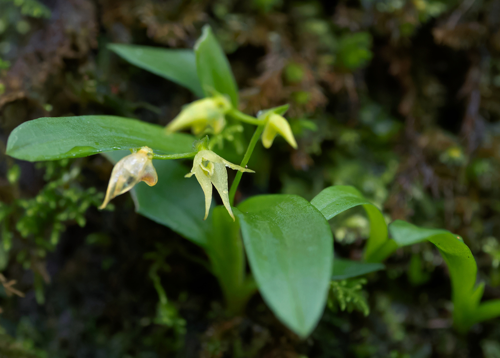 Porpax parviflora