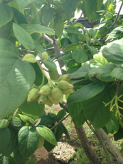 Cordia sebestena