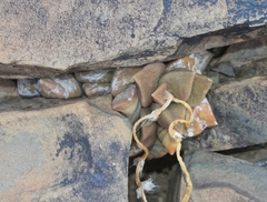 Anacampseros telephiastrum