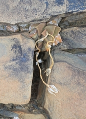 Anacampseros telephiastrum