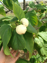 Cordia sebestena