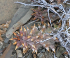 Quaqua mammillaris