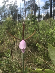 Cleistesiopsis divaricata